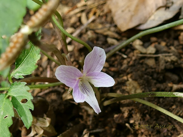 Viola eizanensis