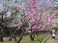 約2万坪の境内に50種約1,500本の梅の木がある。