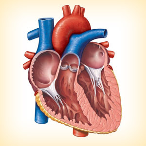 MENJAGA KESEHATAN ORGAN JANTUNG SECARA TUNTAS