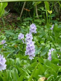 Jacinthe d'eau - Calamote - Eichhornia crassipes