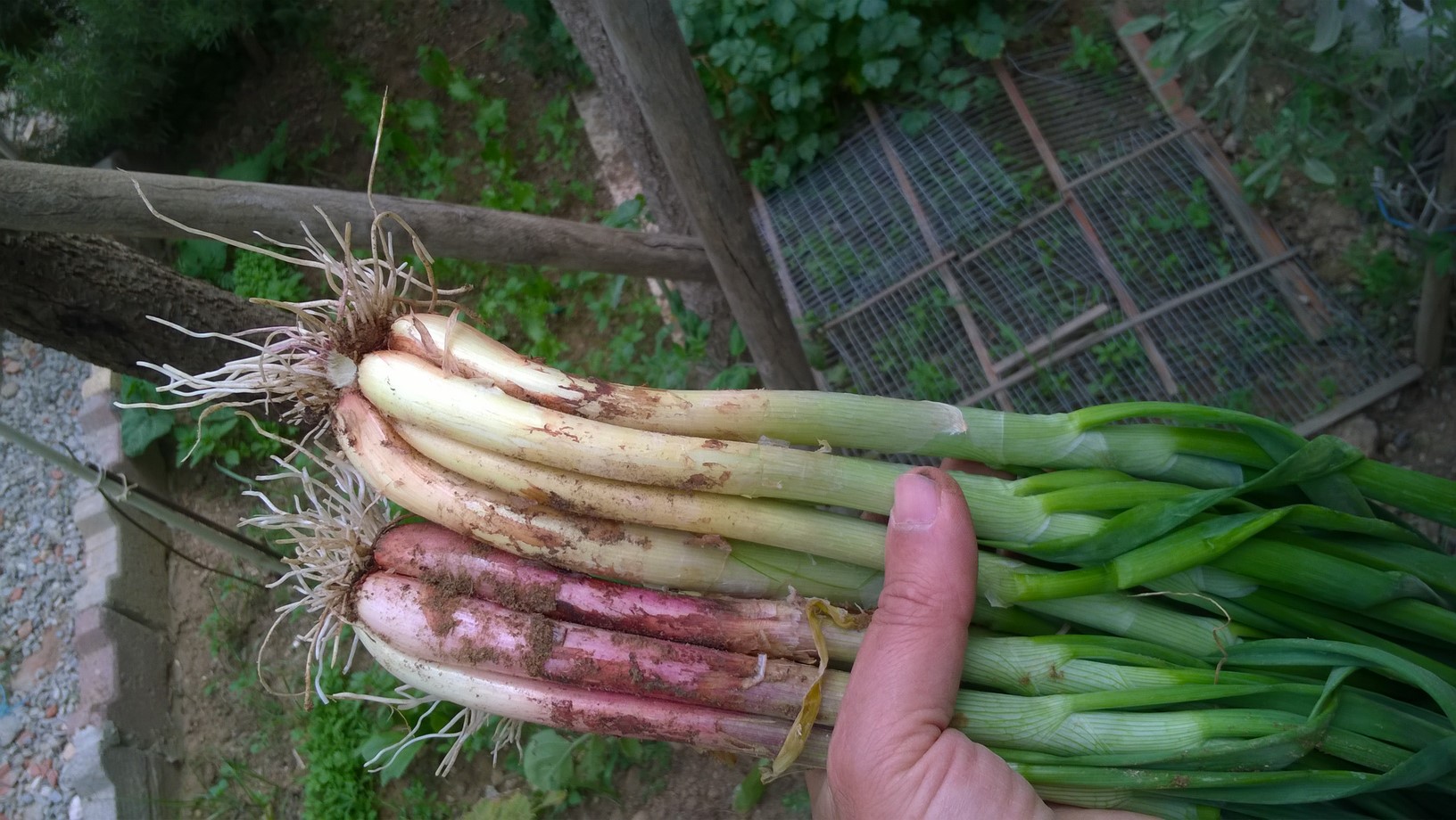 Carefully pull or dig all the onions up from the ground with the tops intact.