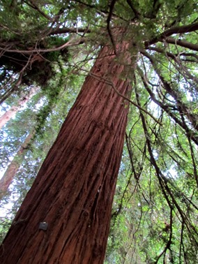 17051014 May 27 Looking up the trunk of a Giant Sequoia tree at Kew