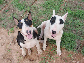 Bull Terrier บูลเทอร์เรีย แพนด้า แพนเค๊ก