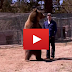 Trained bear mauls mans face off