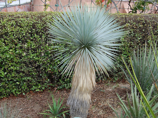 Yucca rostrata