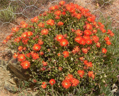 Drosanthemum speciosum