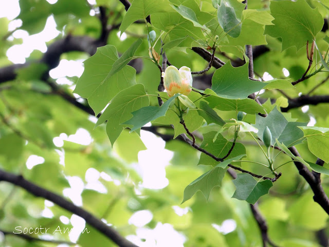 Liriodendron tulipifera