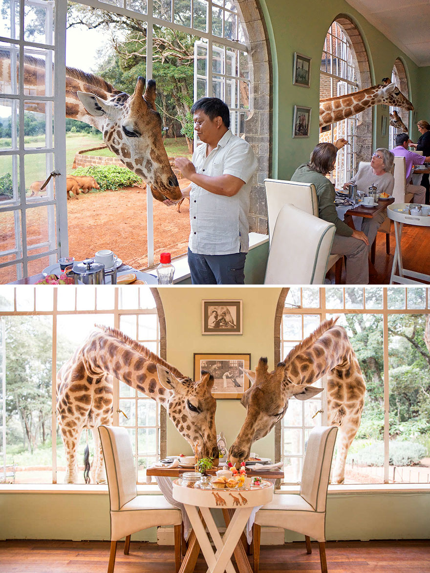 35 Of The World’s Most Amazing Restaurants To Eat In Before You Die - Share Breakfast With A Giraffe, Giraffe Manor, Langata, Kenya