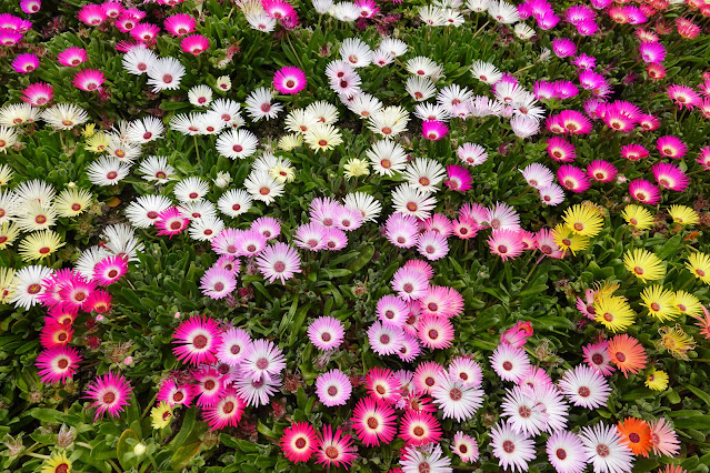 鳥取県西伯郡南部町鶴田 とっとり花回廊 水上花壇