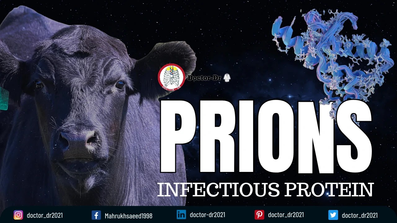 Prions: Structure, Function and Examples