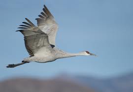 Crane wallpaper,crane images,crane photo,cute crane,beautiful crane,cranes,the crane,the cranes,crane birds,crane,birds,birds picture,about birds,birds images birds photo,birds picture,flying crane,animation crane,crane stand green grass,