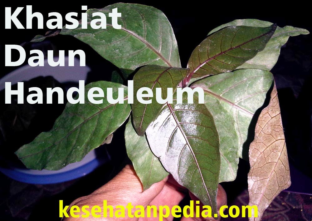 Khasiat Daun  Handeuleum  bagi Kesehatan kesehatanpedia