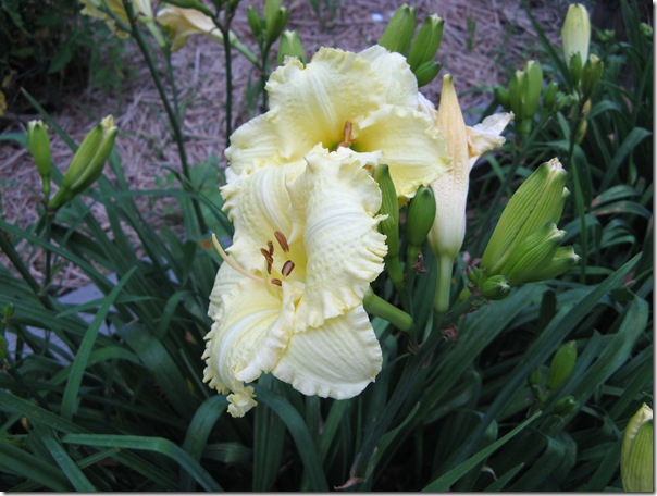 daylilies 003
