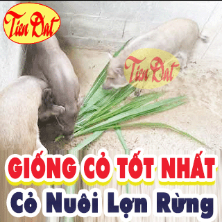 Các giống cỏ nuôi lợn rừng tốt nhất năng suất