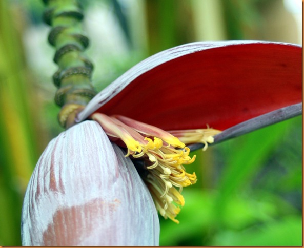 flora 046