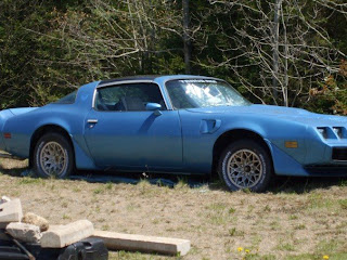 1981 Pontiac Trans Am pictures
