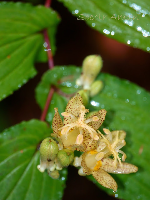 Tricyrtis latifolia