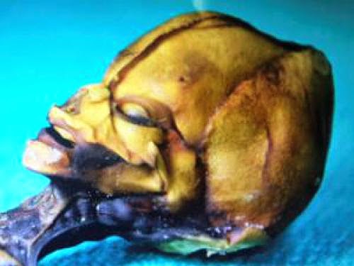 New Ufo Documentary Sirius Reveals Humanoid Body