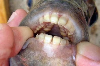 pemakan testis