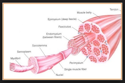 soal un biologi