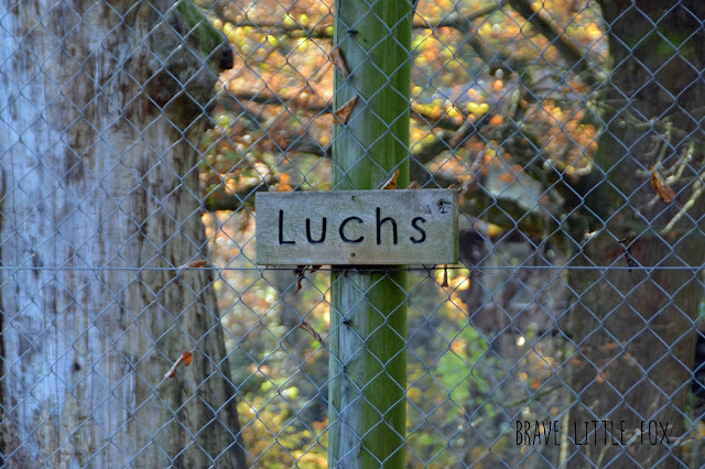 Luchs Wisentgehege Springe