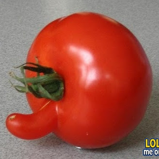 Male Tomato