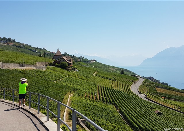 View of the Lavaux, looking southwards. View of the Lavaux, looking southwards.