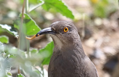 Photo of Curve-billed Thrasher eating mealworm