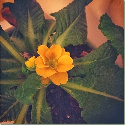 primrose