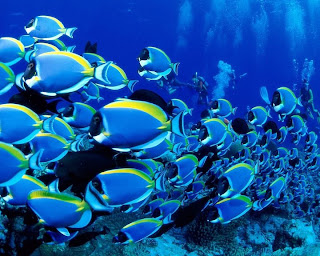 animal fish under sea water coral scenery