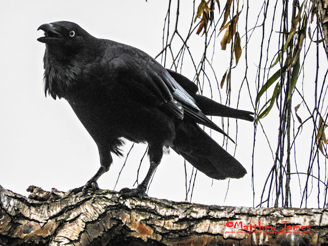 AUSTRALIAN RAVEN AT THE LAKE SHORE