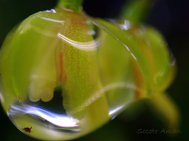 Ephippianthus schmidtii