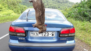 Normal dinner in Equatorial Guinea consists of rat and cobra