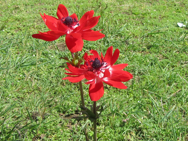 Anemone coronaria rosso