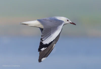 King Gull In The Fog - Woodbridge Island Canon EOS 6D
