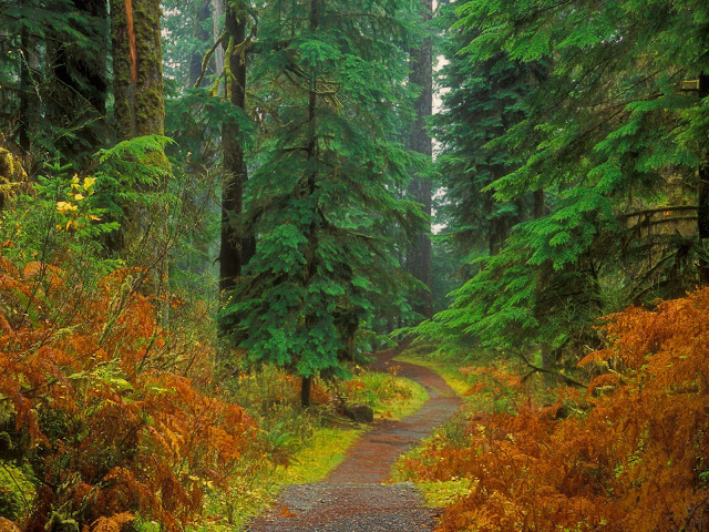 Forest trail Wallpaper HD