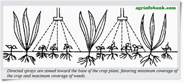 Anatomical Differences Between Crop and Weed