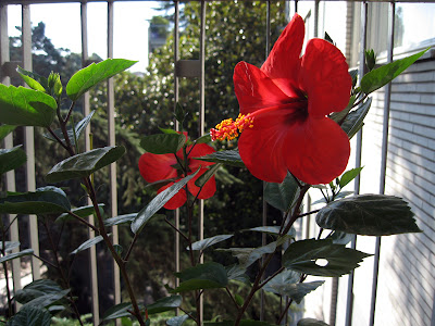 Betty Jean's Hibiscus 2