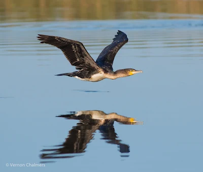 White-Breasted Cormorant Taking-Off - Woodbridge Island