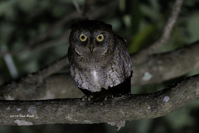 奄美の森でリュウキュウコノハズクと出会えました