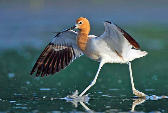 Wasservogel Watvogel schöne Natur Tier Bilder