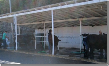 cow wash_thumb[1]