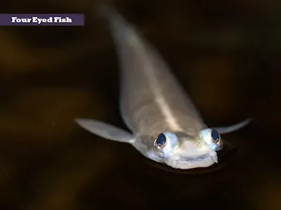 Anableps four eyed fish