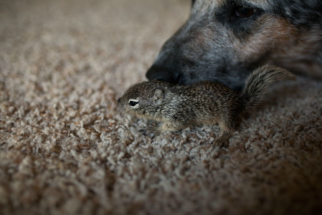 Rescued baby squirrel adopted by dogs, baby squirrel adopted by dogs, cute baby squirrel pictures, dog adopted squirrel, interspecies friends