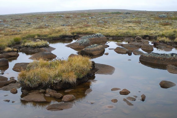 Tundra Food Chain