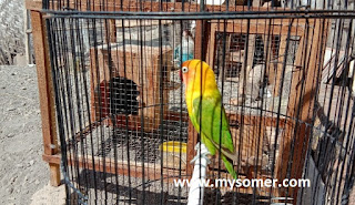 https://www.mysomer.com/2019/08/cara-membuat-lovebird-setres-alami-menjadi-gacor.html