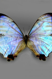 Blue Butterfly