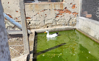 A duck having a swim