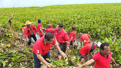 Ketua DPD PDIP Sumut Tanam Pohon dan Bersihkan Eceng Gondok di Danau Toba