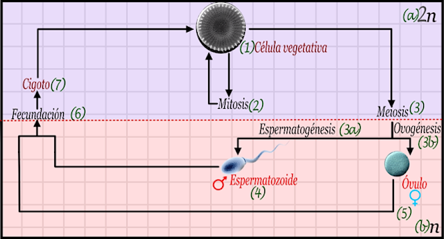 Ciclo de vida 2.